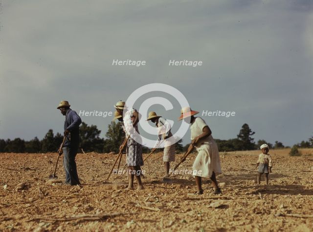 Chopping cotton on rented land near White Plains, Greene County, Ga., 1941. Creator: Jack Delano.