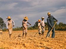 Chopping cotton on rented land near White Plains, Greene County, Ga., 1941. Creator: Jack Delano