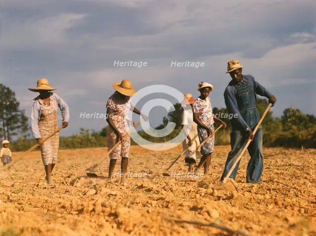 Chopping cotton on rented land near White Plains, Greene County, Ga., 1941. Creator: Jack Delano.