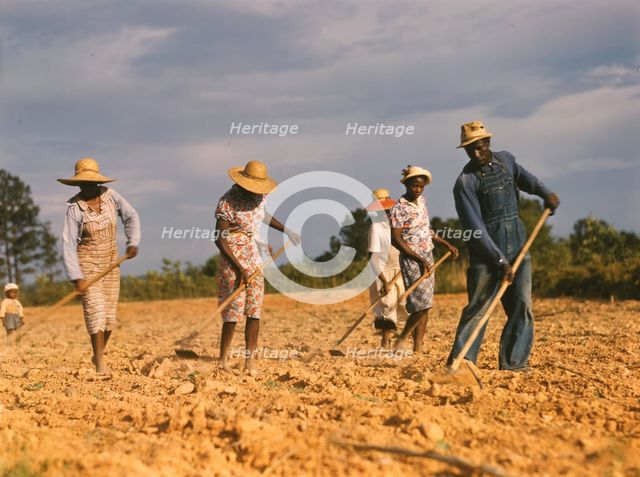 Chopping cotton on rented land near White Plains, Greene County, Ga., 1941. Creator: Jack Delano.