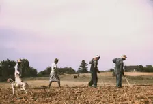 Chopping cotton on rented land near White Plains, Greene County, Ga., 1941. Creator: Jack Delano