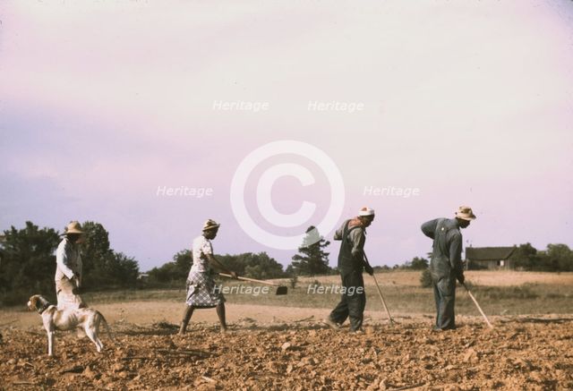 Chopping cotton on rented land near White Plains, Greene County, Ga., 1941. Creator: Jack Delano.