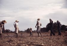 Chopping cotton on rented land near White Plains, Greene County, Ga., 1941. Creator: Jack Delano