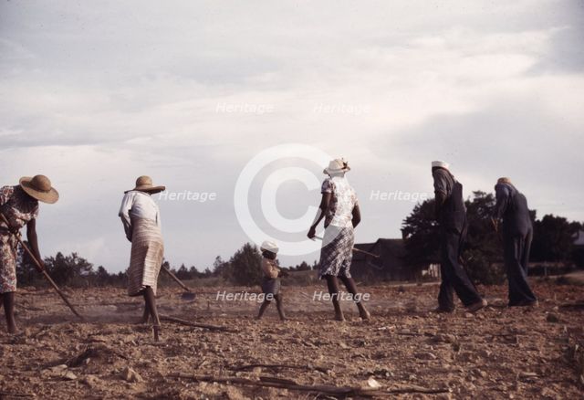 Chopping cotton on rented land near White Plains, Greene County, Ga., 1941. Creator: Jack Delano.