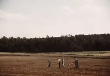 Chopping cotton, Greene County, Ga.?, ca. 1941. Creators: Marion Post Wolcott, Jack Delano