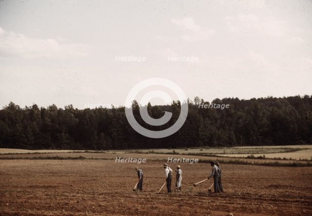 Chopping cotton, Greene County, Ga.?, ca. 1941. Creators: Marion Post Wolcott, Jack Delano.
