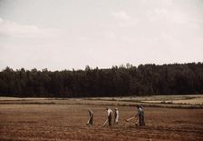 Chopping cotton, Greene County, Ga.?, ca. 1941. Creators: Marion Post Wolcott, Jack Delano
