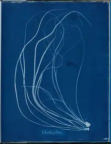 Chorda filium, 1843 or 1844. Creator: Anna Atkins