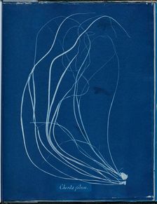 Chorda filium, 1843 or 1844. Creator: Anna Atkins