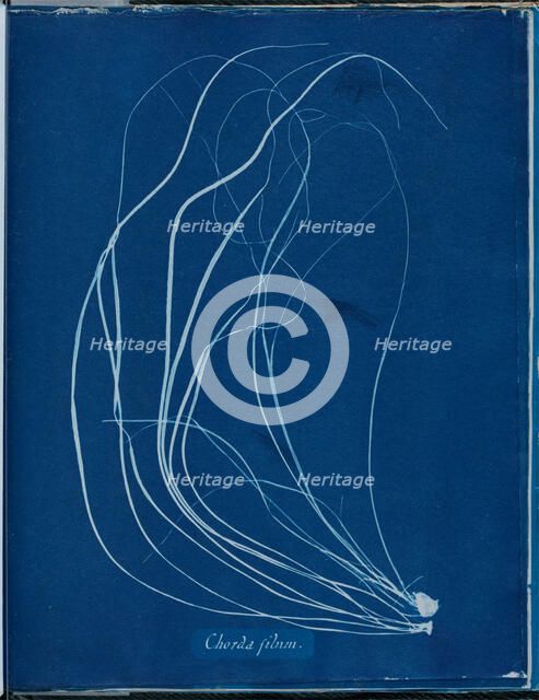 Chorda filium, 1843 or 1844. Creator: Anna Atkins.