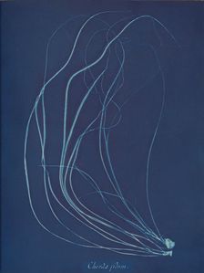 Chorda filum, ca. 1853. Creator: Anna Atkins