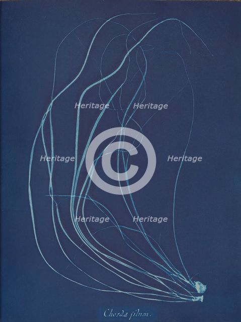 Chorda filum, ca. 1853. Creator: Anna Atkins.