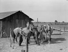 Chris Adolf, his team, and six of his children on their new farm, Washington, Yakima Valley, 1939. Creator: Dorothea Lange