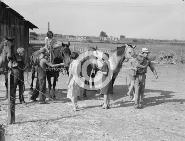 Chris Adolf, his team, and six of his..., near Wapato, Yakima Valley, Washington, 1939. Creator: Dorothea Lange.