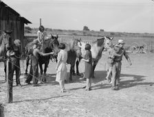 Chris Adolf, his team, and six of his..., near Wapato, Yakima Valley, Washington, 1939. Creator: Dorothea Lange