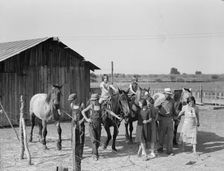 Chris Adolf, his team, and...children on their new farm, Washington, Yakima Valley, 1939. Creator: Dorothea Lange