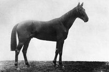 Christmas Daisy 1911