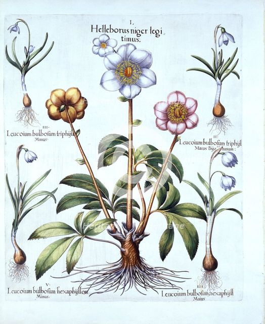 Christmas Rose and Snowdrop Variations, from 'Hortus Eystettensis', by Basil Besler (1561-1629), pub