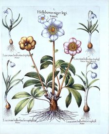 Christmas Rose and Snowdrop Variations, from Hortus Eystettensis by Basil Besler (1561-1629), pub