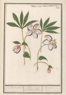 Christmas rose (Helleborus Niger), 1596-1610. Creators: Anselmus de Boodt, Elias Verhulst