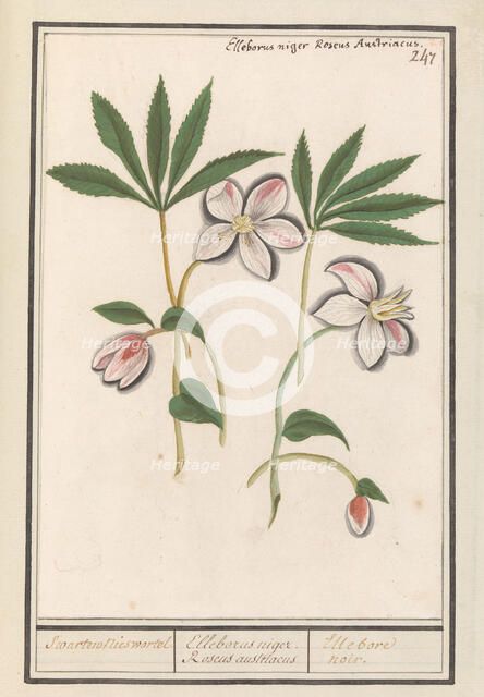 Christmas rose (Helleborus Niger), 1596-1610. Creators: Anselmus de Boodt, Elias Verhulst.