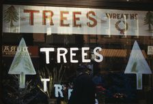 Christmas trees and wreaths in store window display, between 1941 and 1942. Creator: Unknown