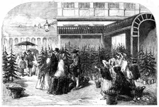 Christmas Trees in Covent Garden Market, 1854. Creator: Edmund Evans
