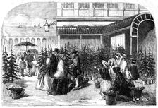 Christmas Trees in Covent Garden Market, 1854. Creator: Edmund Evans