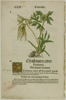 Christwurz (Hellebore) from Herbarium (Kräuterbuch), plate 96 from Woodcuts from..., 1937. Creator: Hans Weiditz