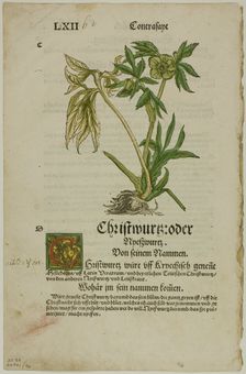 Christwurz (Hellebore) from Herbarium (Kräuterbuch), plate 96 from Woodcuts from..., 1937. Creator: Hans Weiditz