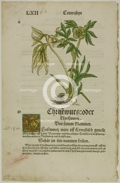 Christwurz (Hellebore) from Herbarium (Kräuterbuch), plate 96 from Woodcuts from..., 1937. Creator: Hans Weiditz.