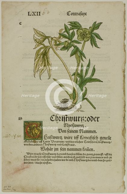 Christwurz (Hellebore) from Herbarium (Kräuterbuch), plate 96 from Woodcuts from..., 1937. Creator: Hans Weiditz.