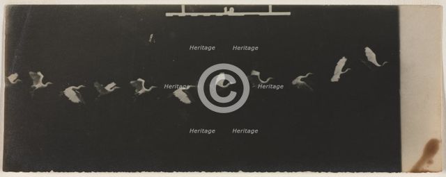 Chronophotograph of a Flying Heron. Creator: Étienne-Jules Marey (French, 1830-1904).