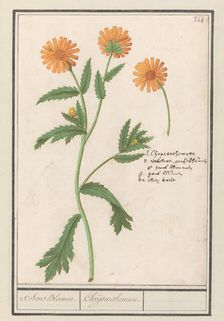 Chrysant (Chrysanthemum), 1596-1610. Creators: Anselmus de Boodt, Elias Verhulst