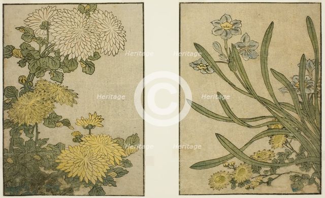 Chrysanthemum and Narcissus, from the illustrated book "Picture Book: Flowers of the..., 1801. Creator: Kitagawa Utamaro.