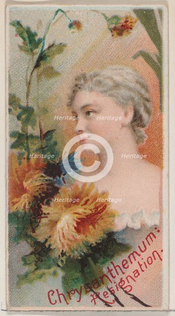 Chrysanthemum: Resignation, from the series Floral Beauties and Language of Flowers (N75) ..., 1892. Creator: Donaldson Brothers.