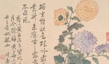 Chrysanthemums. Creator: Unknown