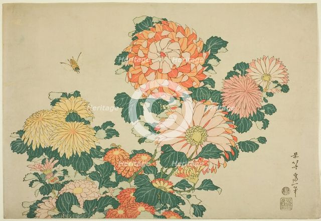 Chrysanthemums and Bee, from an untitled series of Large Flowers, Japan, c. 1831-33. Creator: Hokusai.