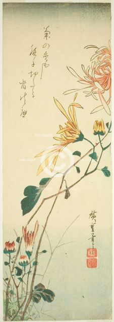 Chrysanthemums, c. 1840. Creator: Ando Hiroshige.