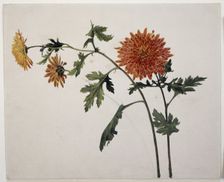 Chrysanthemums, c1817. Creator: Franz Theobald Horny