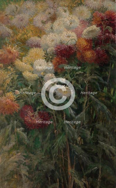 Chrysanthemums in the Garden at Petit-Gennevilliers, 1893. Creator: Gustave Caillebotte.