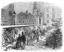 Chrysanthemums, in the Inner Temple Garden, 1854. Creator: Unknown