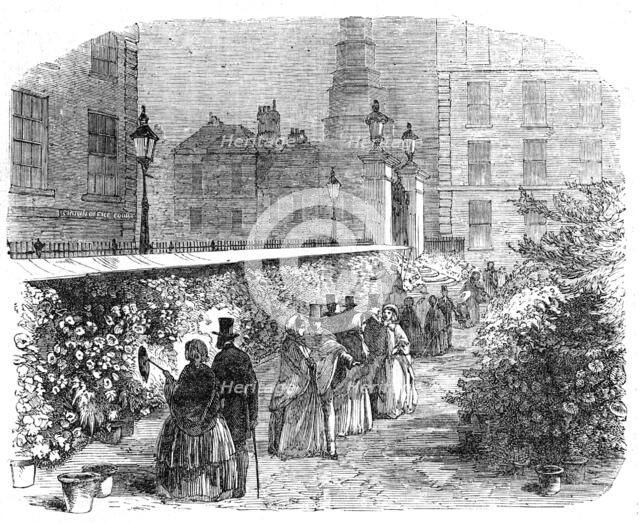 Chrysanthemums, in the Inner Temple Garden, 1854. Creator: Unknown.