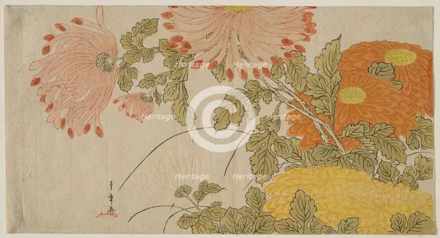 Chrysanthemums, Japan, early 1780s. Creator: Shunsho.