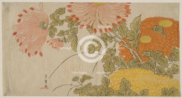 Chrysanthemums, Japan, early 1780s. Creator: Shunsho.