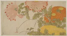 Chrysanthemums, Japan, early 1780s. Creator: Shunsho