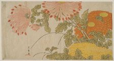 Chrysanthemums, Japan, early 1780s. Creator: Shunsho