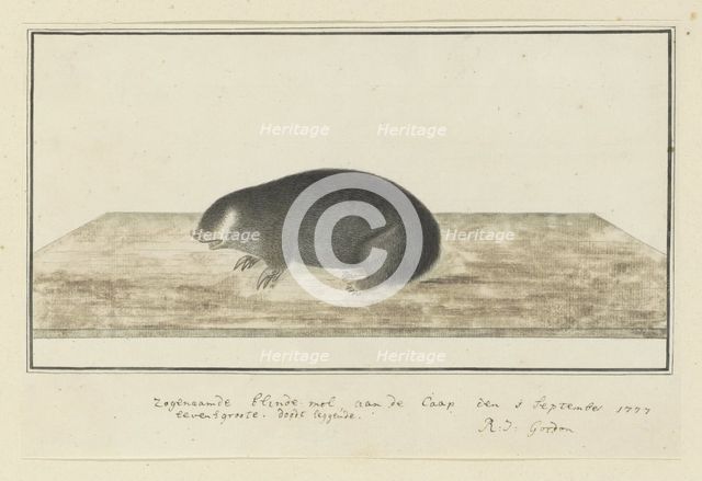 Chrysochloris asiatica (Cape golden mole), 1777. Creator: Robert Jacob Gordon.