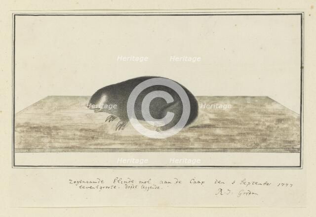 Chrysochloris asiatica (Cape golden mole), 1777. Creator: Robert Jacob Gordon.