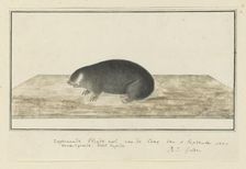 Chrysochloris asiatica (Cape golden mole), 1777. Creator: Robert Jacob Gordon
